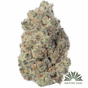 blue lilac strain
